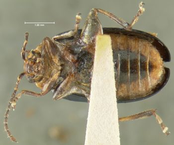 Media type: image;   Entomology 8275 Aspect: habitus ventral view